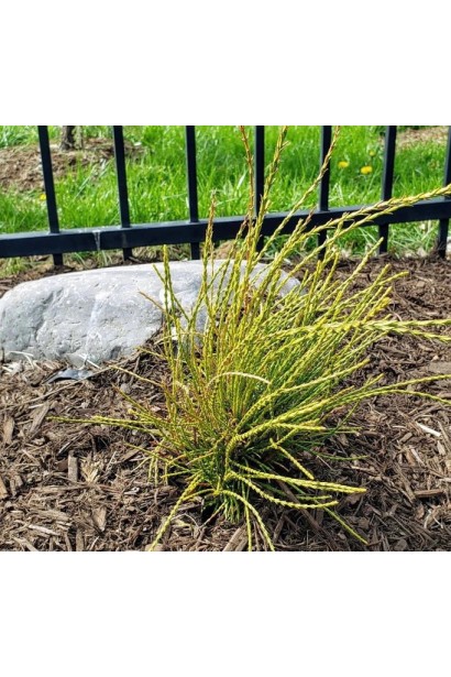 Туя ’Franky Boy’ в ландшафтном дизайне